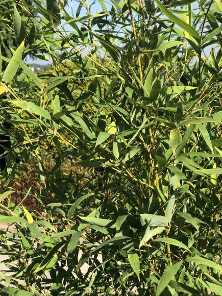 Phyllostachys aurea