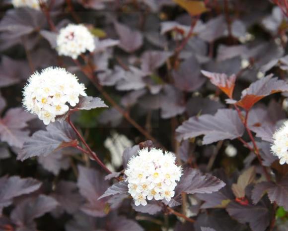 Physocarpus opulifolius 'Diabolo'