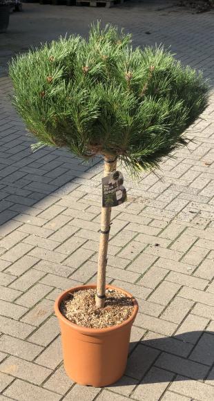 Pinus nigra 'Brepo'