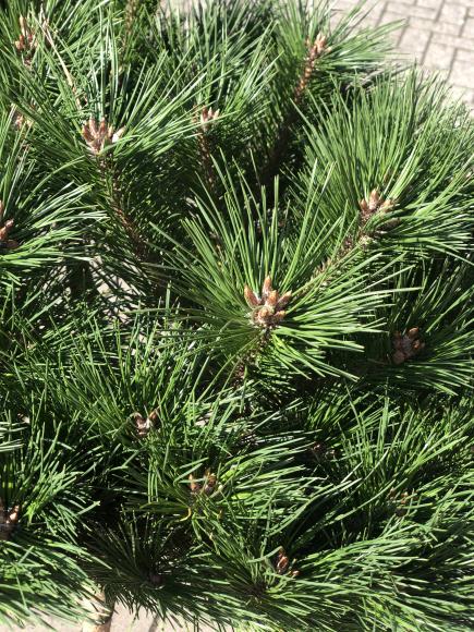 Pinus nigra 'Brepo'