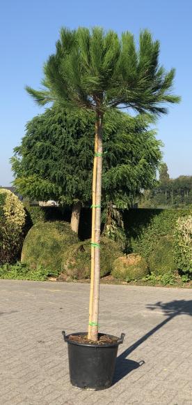 Pinus pinea