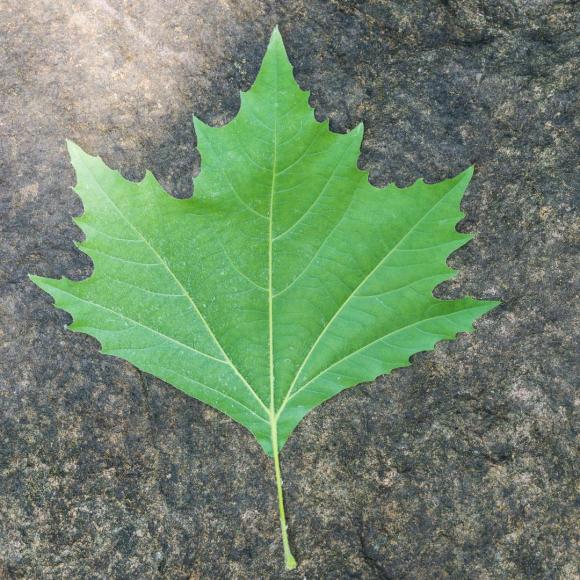 Platanus acerifolia