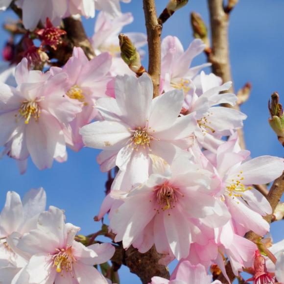 Prunus 'Autumnalis'