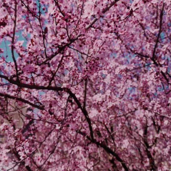 Prunus 'Autumnalis'
