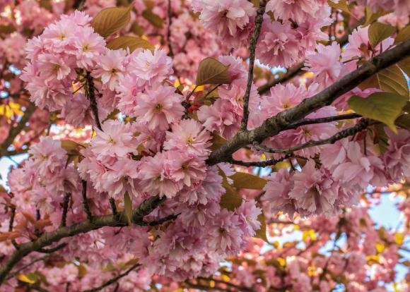 Prunus 'Kanzan'