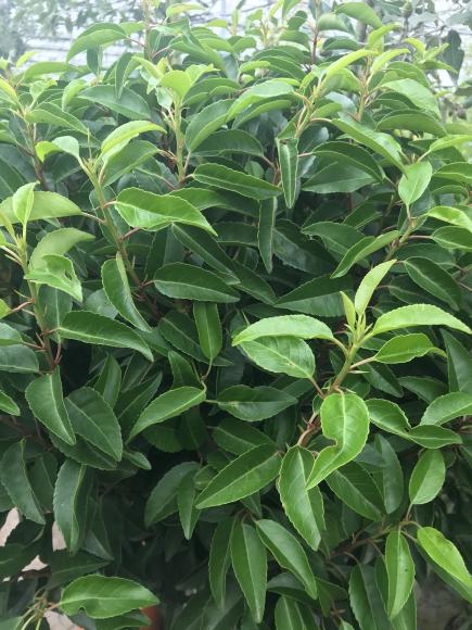 Prunus lusitanica 'Angustifolia'