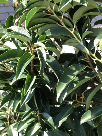 Prunus lusitanica 'Angustifolia'