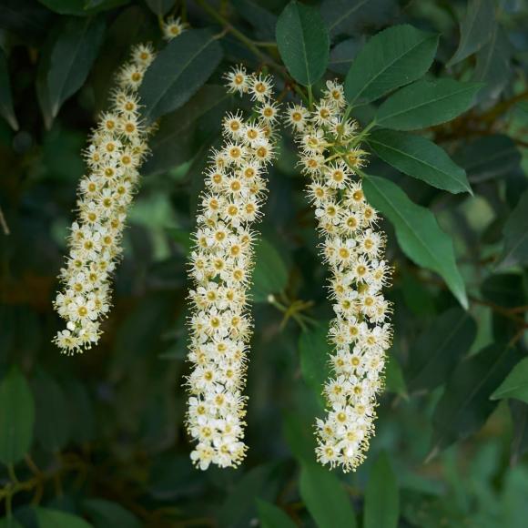 Prunus lusitanica Brenelia