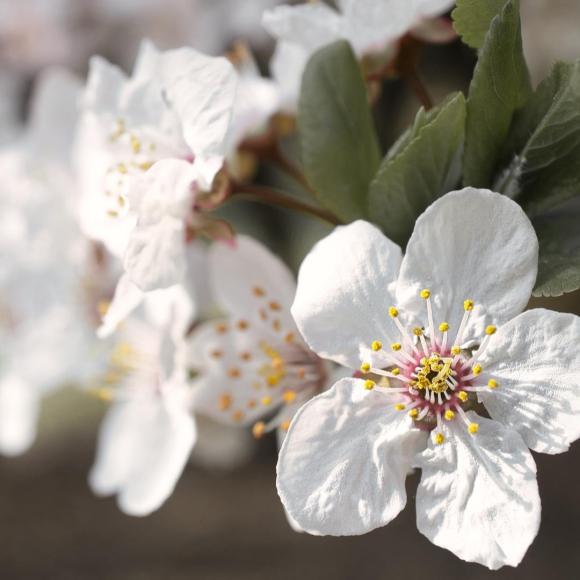 Prunus 'The Bride'