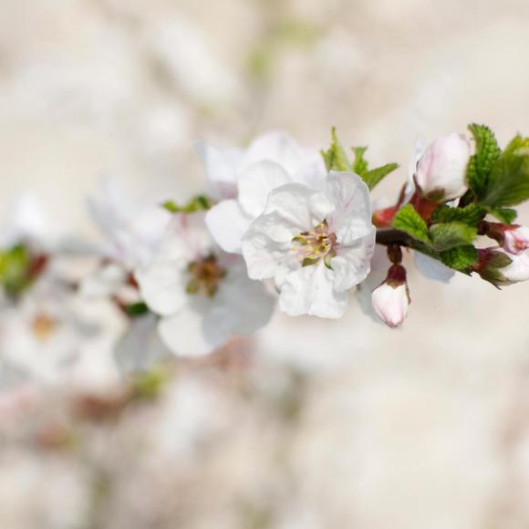 Prunus 'The Bride'
