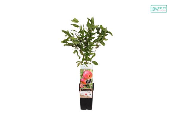 Punica granatum