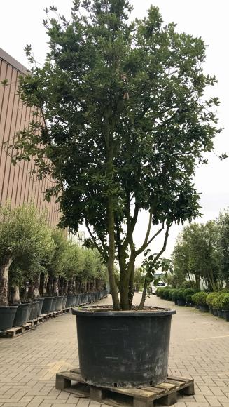 Quercus ilex