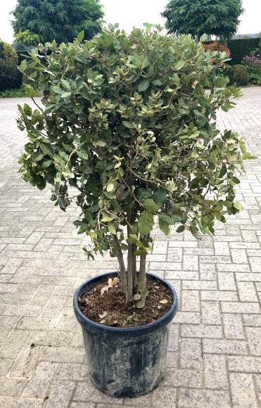 Quercus ilex