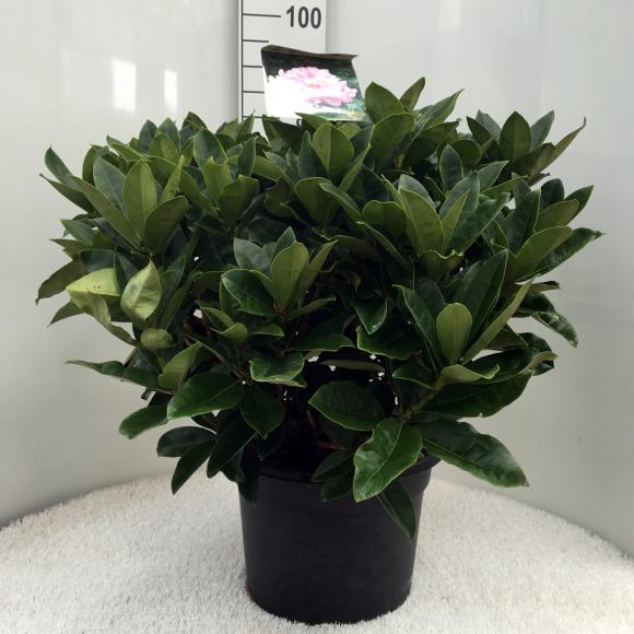 Rhododendron (T) 'Gomer Waterer'