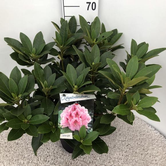 Rhododendron (T) 'Albert Schweitzer'