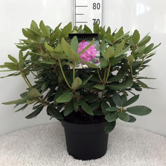Rhododendron in soorten