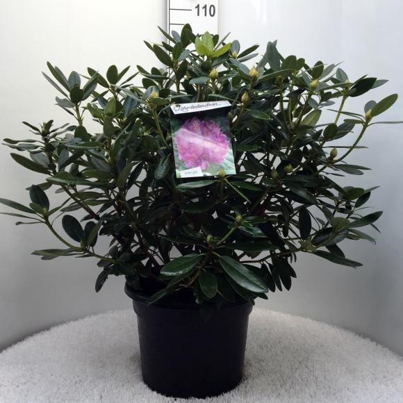 Rhododendron (T) 'Cataw. Grandiflorum'