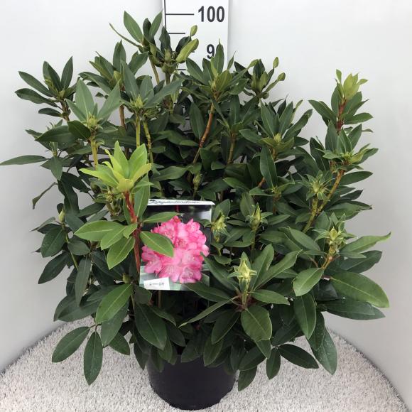 Rhododendron Etoile de Sleidinge