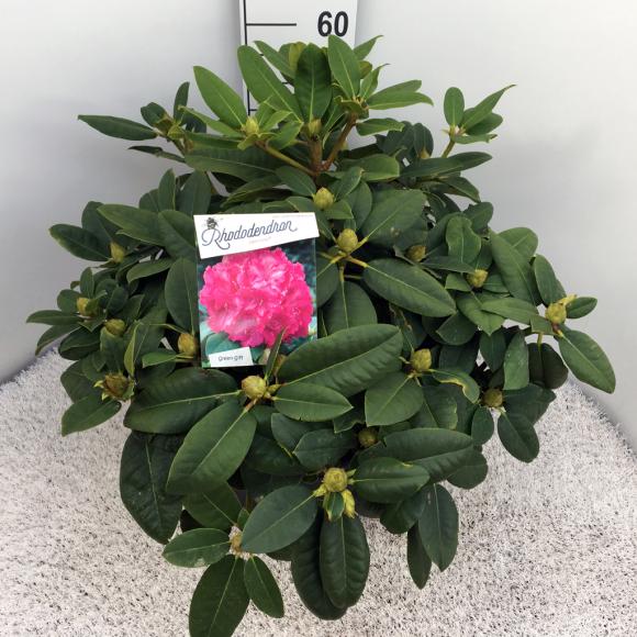 Rhododendron 'Germania'