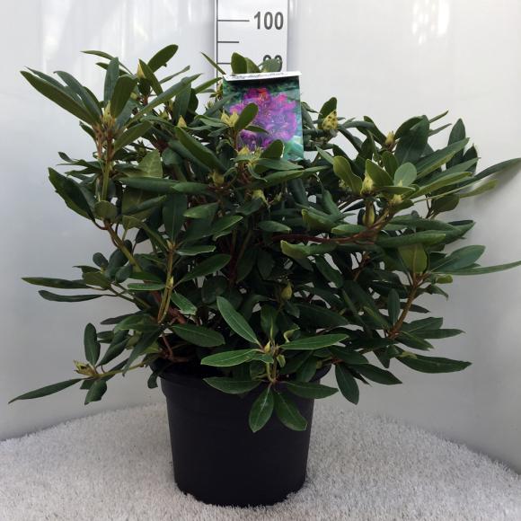 Rhododendron (T) 'Marcel Menard'