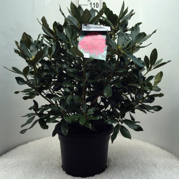 Rhododendron (T) 'Nova Zembla'