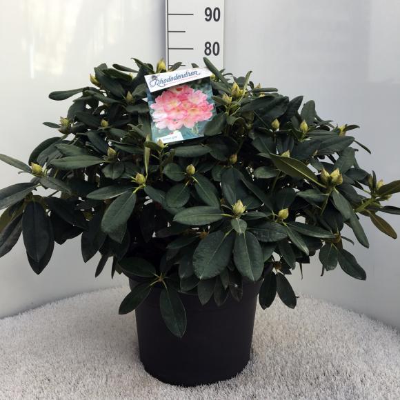 Rhododendron (Y) 'Percy Wiseman'