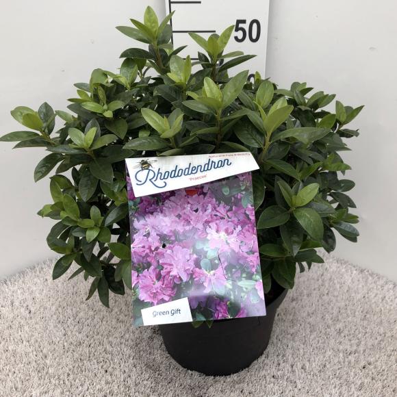 Rhododendron 'Praecox'