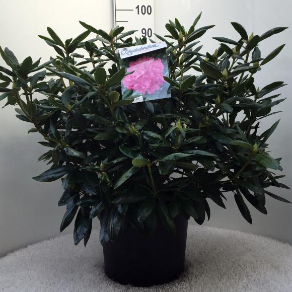 Rhododendron (T) 'Roseum Elegans'