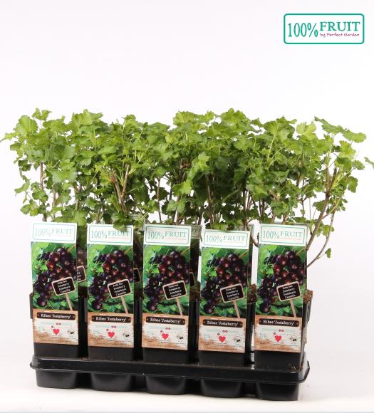 Ribes Jostaberry