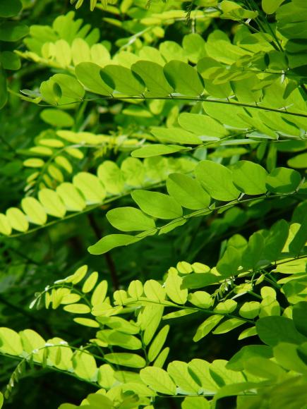 Robinia pseudoacacia 'Umbraculifera'