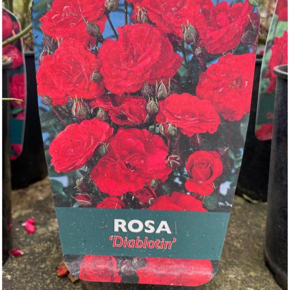 Rosa Diablotin