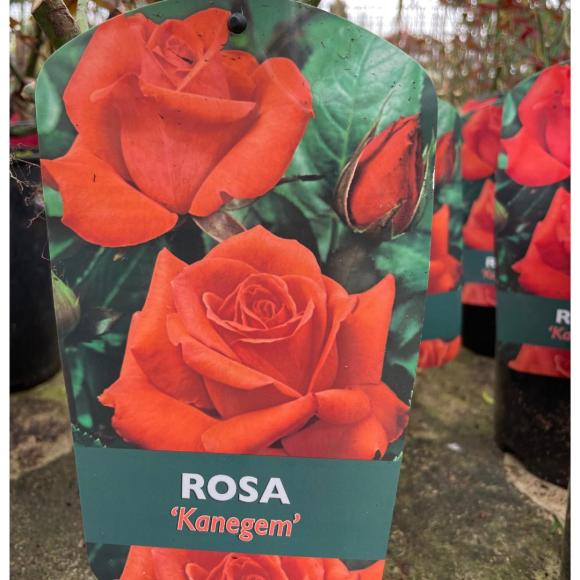 Rosa Kanegem