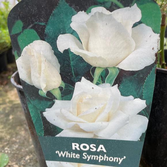 Rosa White Symphonie
