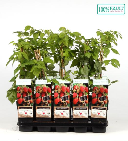 Rubus idaeus 'Malling Promise'