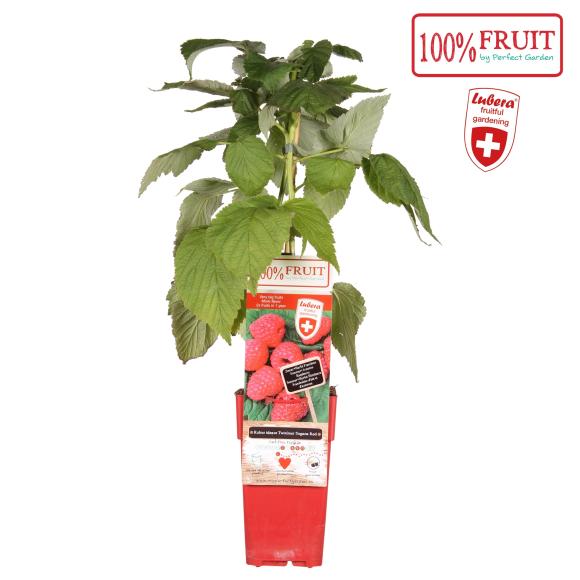 Rubus idaeus 'Twotimer Sugana Red'