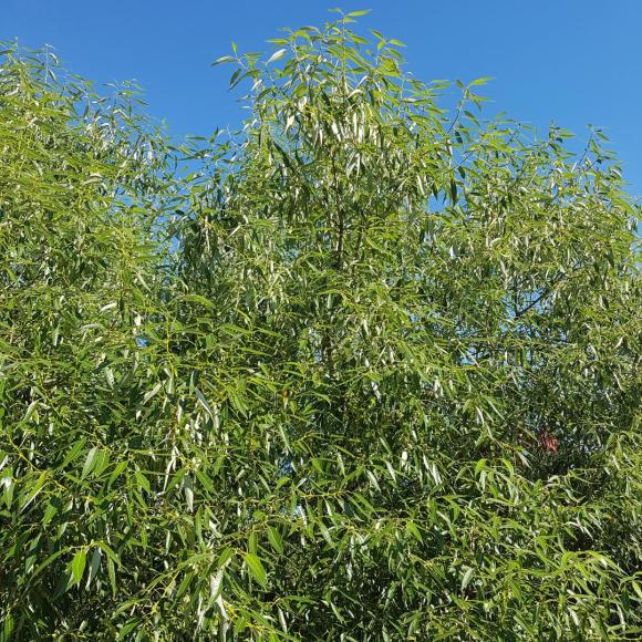 Salix alba