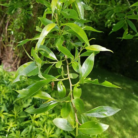 Salix alba