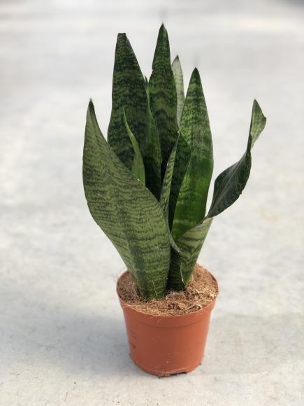 Sansevieria trifa. 'Zeylanica'