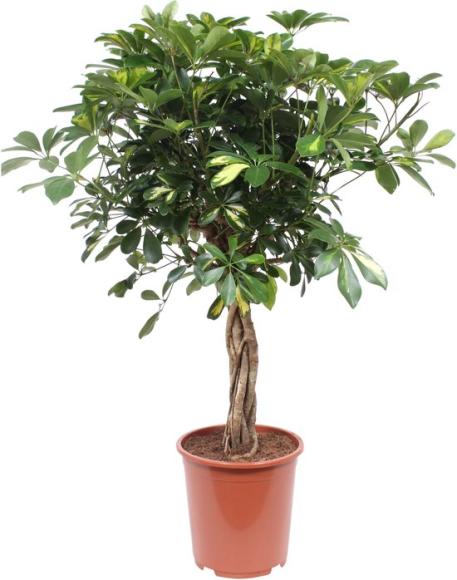 Schefflera 