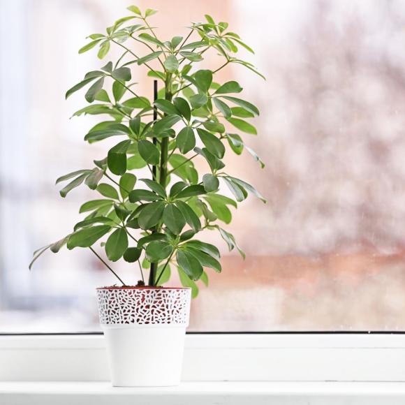 Schefflera op stam