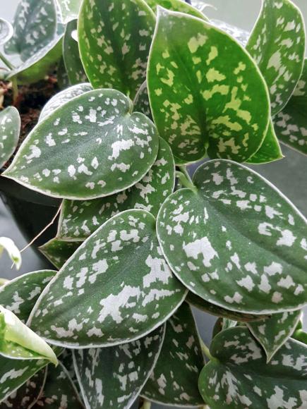 Scindapsus pictus
