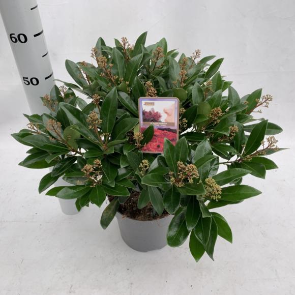 Skimmia japonica 'Rubella'
