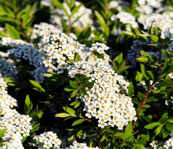 Spiraea arguta