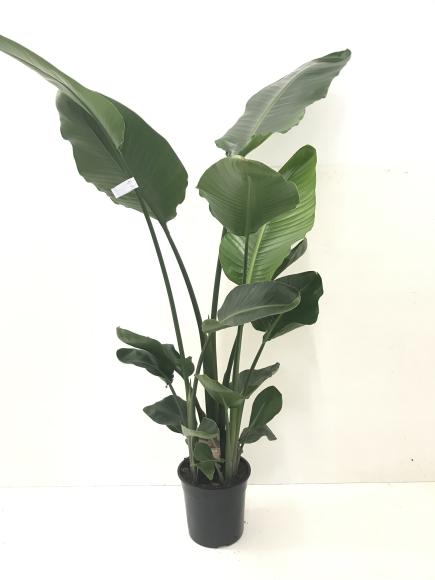 Strelitzia nicolai - 2 stam