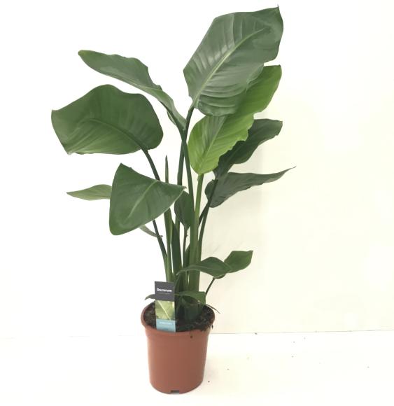 Strelitzia nicolai - 2 stam