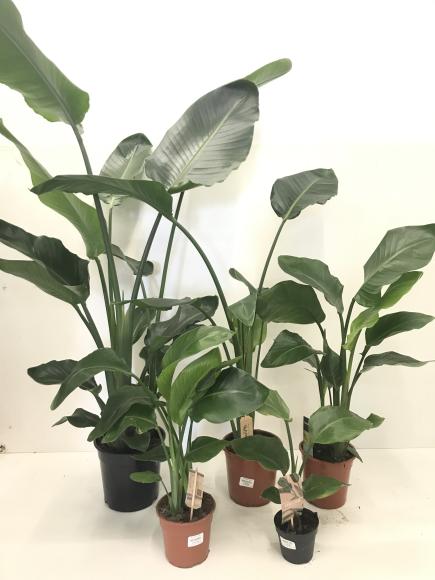 Strelitzia nicolai - 2 stam