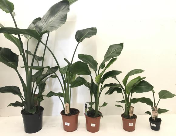 Strelitzia nicolai - 2 stam