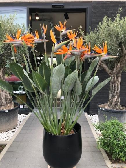 Strelitzia reginae
