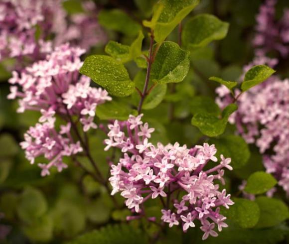 Syringa meyeri 'Palibin' stam 80