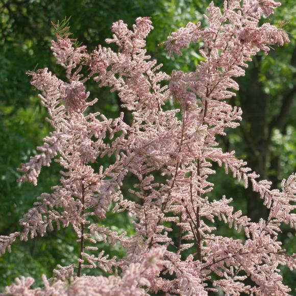Tamarix tetrandra
